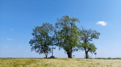 "Un territoire, des arbres" lancement du projet d'inventaire des arbres du Pays Loire Beauce