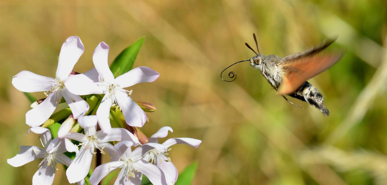 Les insectes pollinisateurs, acteurs essentiels de la nature