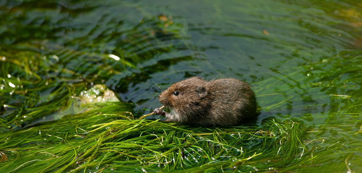 Les récap' des indicateurs : l'état de la biodiversité régionale en un coup d'œil