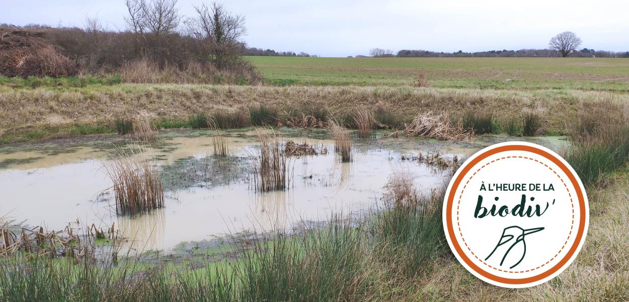 [À l'heure de la biodiv' !] Parcours de l'eau 2/4 : Contrer le ruissellement en milieu rural