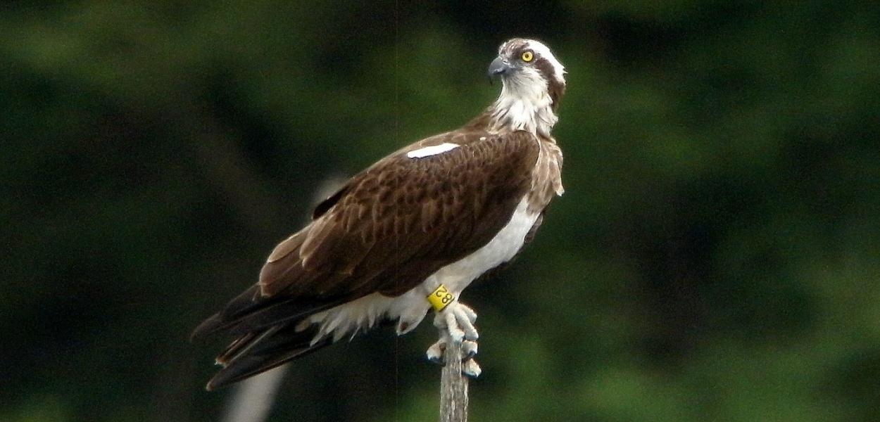 Portraits d'espèces emblématiques