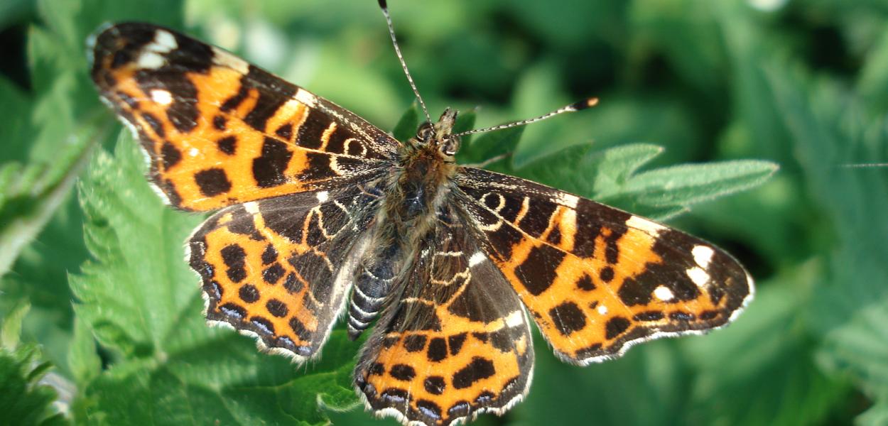 Chiffres-clés sur les papillons de jour en France et en Centre-Val de Loire