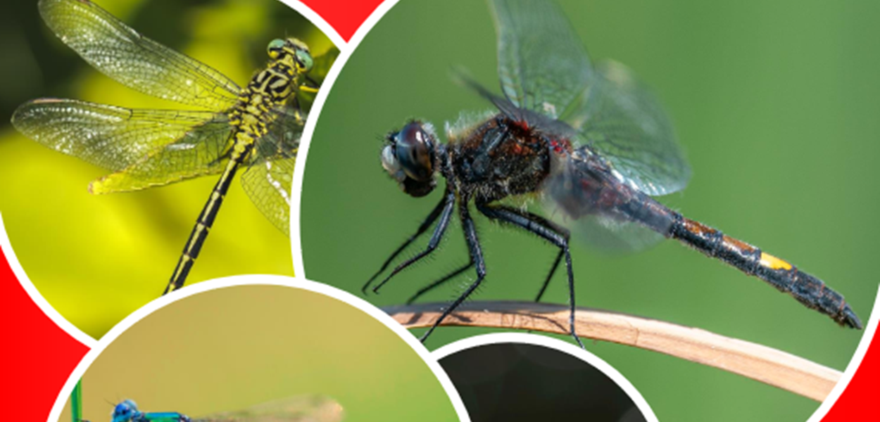 Liste rouge des libellules et demoiselles du Centre-Val de Loire