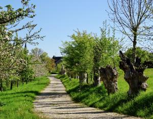 La trogne, arbre paysan emblématique du Centre-Val de Loire