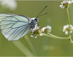 Mini guide d'identification des papillons de plaine