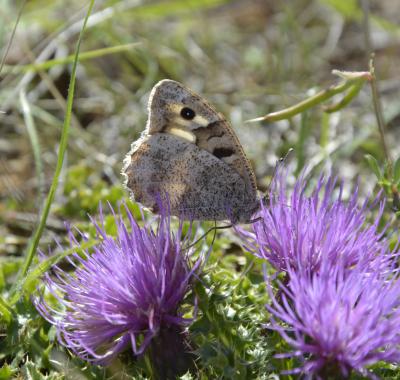 Création d'une zone de protection d'habitats naturels sur les pelouses sèches de l'aérodrome de Châteaudun