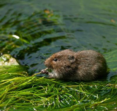 Les récap' des indicateurs : l'état de la biodiversité régionale en un coup d'œil