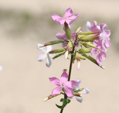 La Saponaire, la plante qui mousse