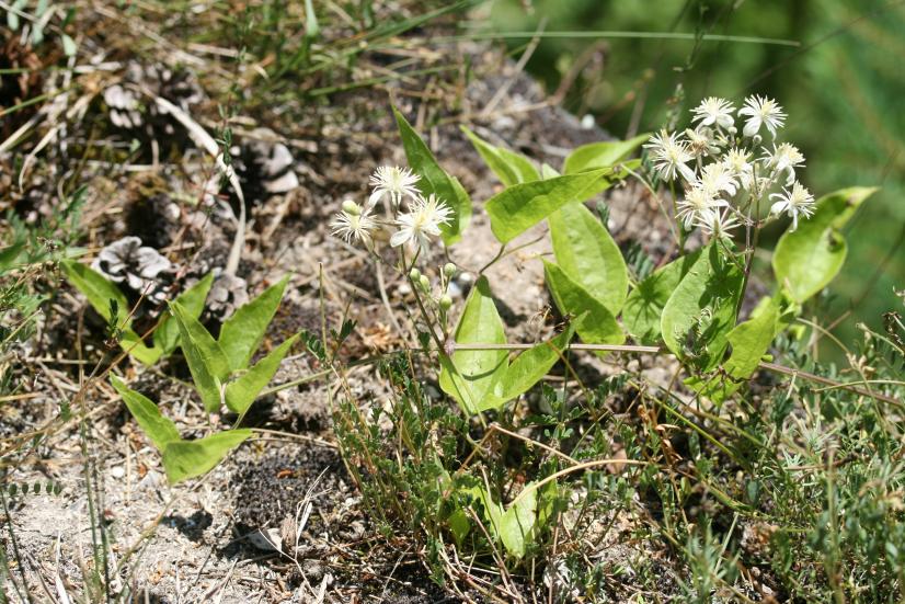 Clématite des haies © Rémi Dupré, MNHN/CBNBP