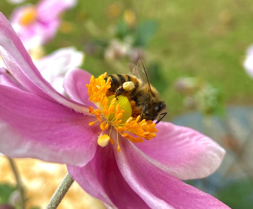Abeille pollinisatrice © Florentin Cayrouse