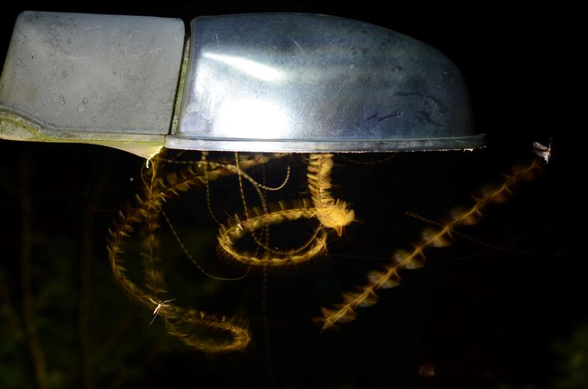 Insectes piégés par un lampadaire © Laurent ARTHUR