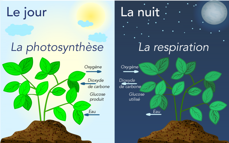 Schéma photosynthèse et respiration cellulaire de nuit © site "Parlons sciences"