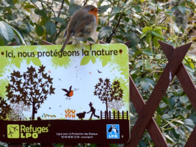 Identification des arbres et arbustes - LPO (Ligue pour la Protection des  Oiseaux) - Agir pour la biodiversité