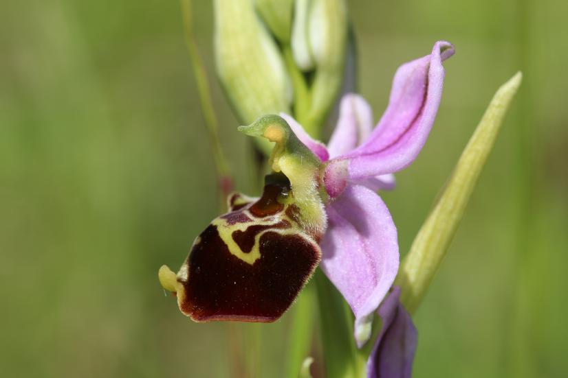 Ophrys bourdon ©R. Dupré