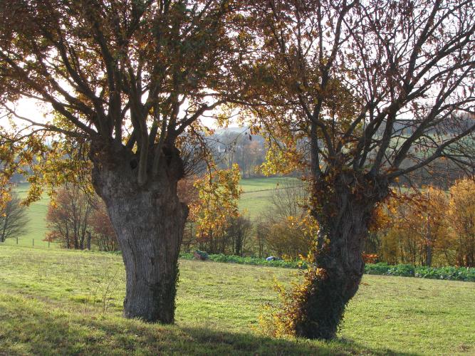 Trogne de chêne et charmes ©D. Mansion, la trogne est une taille typique des campagnes agricoles bocagères